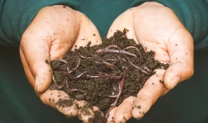 Viral Cacing Purba Berhasil Dihidupkan Kembali, Kok Bisa? Ini Penjelasannya