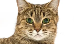 WHO Konfirmasi Ada Puluhan Kucing Terinfeksi Influenza di Polandia