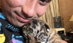 BBKSDA Jabar Tunggu Hasil Lab IPB Terkait Penyebab Kematian Bayi Harimau Milik Alshad Ahmad