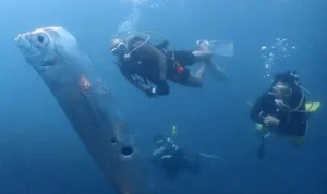 Viral!! Kemunculan Ikan Kiamat Raksasa,