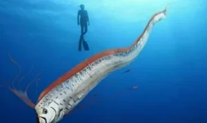 Mitos Kemunculan Ikan Oarfish