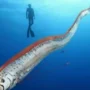 Mitos Kemunculan Ikan Oarfish, Benarkah Ikan ini Pembawa Pesan? Mitos Kemunculan Ikan Oarfish