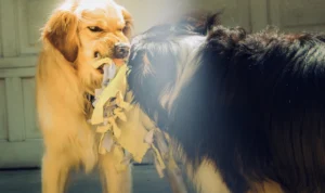 Rabies Menulari Hewan Peliharaan! Mereka Rentan Terinfeksi?