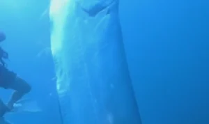 Viral di Medsos Kemunculan 'Ikan Kiamat', Begini Penjelasannya Viral di Medsos Kemunculan 'Ikan Kiamat', Begini Penjelasannya