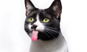 Mengapa Kucing Selalu Menjilat Pemiliknya? Begini Penjelasannya Begini penjelasan terkait kucing suka menjilat pemiliknya