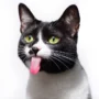 Mengapa Kucing Selalu Menjilat Pemiliknya? Begini Penjelasannya Begini penjelasan terkait kucing suka menjilat pemiliknya