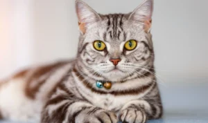 Korsel Temukan 2 Kucing Terinfeksi Flu Burung