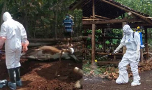 Tradisi Brandu di Gunung kidul Memicu Wabah Antraks Tradisi Brandu di Gunung kidul Memicu Wabah Antraks