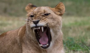 3 Hewan Liar yang Tidak Boleh Dipelihara, Apa Saja?