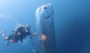 Mitos munculnya ikan oarfish yang di sebut sebagai tanda kiamat