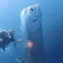 Mitos Kemunculan Ikan Raksasa Oarfish yang Dianggap sebagai Tanda Kiamat, Benarkah? Mitos munculnya ikan oarfish yang di sebut sebagai tanda kiamat