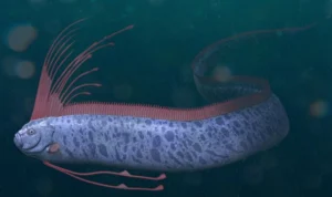 Penyelam temukan ikan kiamat raksasa atau oarfish di perairan lepas taiwan