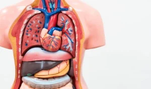 Terungkap harga ginjal yang di jual dari kasus jual beli organ tubuh di indonesia