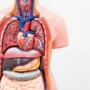 Terungkap harga ginjal yang di jual dari kasus jual beli organ tubuh di indonesia