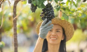 9 Tips Menanam Anggur di Depan Rumah, Mudah dan Praktis 