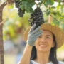 9 Tips Menanam Anggur di Depan Rumah, Mudah dan Praktis 
