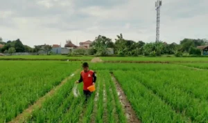 Kemarau Ekstrem Panjang, Petani di Majalengka Berharap Segera Turun Hujan Kemarau Ekstrem Panjang, Petani di Majalengka Berharap Segera Turun Hujan
