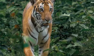 Hari Harimau Sedunia Edukasi dalam Menghadapi Ancaman terhadap Spesies Ikonik