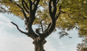 National Tree Day in Australia, Celebrating Natural Beauty and Environmental Awareness National Tree Day in Australia, Celebrating Natural Beauty and Environmental Awareness