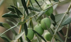 Buah Ara dan Buah Zaitun, Manfaat Kesehatan yang Menakjubkan