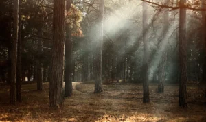 Hari Pohon Nasional di Australia, Keindahan Alam dan Kesadaran Lingkungan