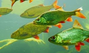 Sehat Mana, Ikan Laut atau Ikan Air Tawar? Simak Penjelasannya
