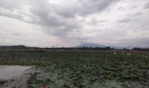 Akan Diresmikan oleh Jokowi, Situ Bagendit Garut Dibersihkan Oleh Semua Pihak Akan Diresmikan oleh Jokowi, Situ Bagendit Garut Dibersihkan Oleh Semua Pihak