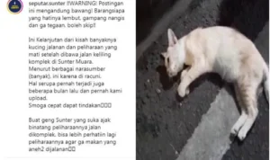 Viral Puluhan Kucing Mati di Sunter, Tanjung Priok, Jakarta Utara.