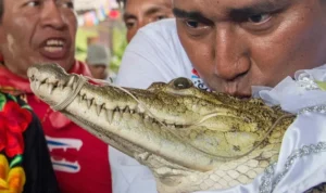 Walikota Meksiko Rela Menikahi Buaya Demi Mensejahterakan Warga Kota Walikota Meksiko Menikahi Buaya