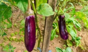 Mitos Terong Ungu Bikin Letoy, Benarkah? ini Fakta Kandungan dan Manfaatnya Terong ungu yang sering disebut bikin letoy ternyata memiliki segudang manfaat. (freepik)