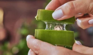 LIdah buaya yang ternyata sangat ampuh untuk menghilangkan flek hitam. (pixabay)
