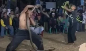 Tangkapan layar video aksi pawang ular kobra saat melakukan pertunjukan. (instagram @Seputarsumedang)