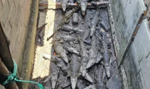 Puluhan buaya yang dipelihara disamping rumah ditengah pemukiman warga. (dok.Polda Sumsel)