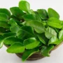 Manfaat Daun Jeruk Bagi Kesehatan dan Kecantikan!