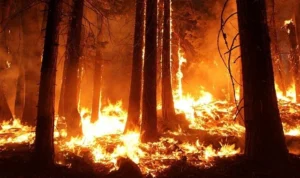 Kebakaran hutan mengamuk di dua wilayah metropolitan Kanada, yaitu British Columbia dan wilayah Barat Laut. Peristiwa ini telah memaksa puluhan ribu warga Kanada untuk meninggalkan rumah mereka.