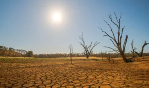 BMKG Ungkap 63 Persen Wilayah Indonesia Terdampak El Nino dan Masuki Musim Kemarau