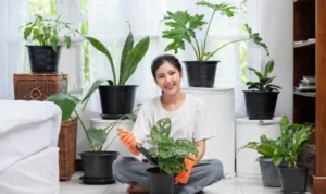 Kreasi Cantik, 9 Tips Menanam Tanaman Hias di Dalam Kamar