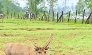Bebas Polusi, Ini 5 Tempat Wisata Alam di Bandung yang Memberikan Udara Sejuk