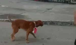 Orang yang Pasang Bendera Merah Putih di Anjing Ditetapkan Jadi Tersangka