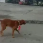 Orang yang Pasang Bendera Merah Putih di Anjing Ditetapkan Jadi Tersangka