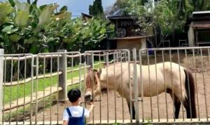Rekomendasi Tempat Wisata Anak Murah di Bandung, Salah Satunya Jendela Alam Bandung/ Instagram @jendelaalambandung