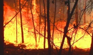 Tragedi Memilukan di Maui, Hawaii: 6 Nyawa Melayang Akibat Dahsyatnya Kebakaran Hutan