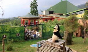 Meriah! Hari Ulang Tahun ke-13 Giant Panda Cai Tao di Taman Safari Bogor Bagi-bagi Doorprize untuk Pengunjung