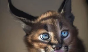 Pria Inggris Tertular Bakteri Misterius Usai Diserang Gigitan Kucing Liar
