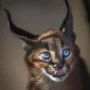 Pria Inggris Tertular Bakteri Misterius Usai Diserang Gigitan Kucing Liar