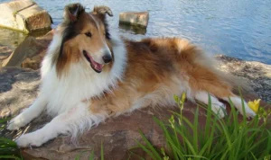 Inilah 8 Fakta Unik yang Bikin Kamu Jatuh Cinta pada Anjing Collie, yang Ditiru Pria Jepang