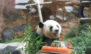 Taman Safari Bogor Kawinkan Cai Tao dan Hu Cun Panda Asal China untuk Pengembangbiakan