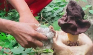 Warga Karawang, Jawa Barat digegerkan dengan ditemukannya tanaman yang diduga mirip bunga bangkai di pekarangan rumah. ANTARA/Ali Khumaini.