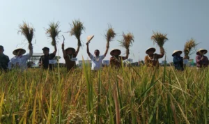 Ratusan Ribu Lahan Tani Hilang di Jawa Barat, Ini Penyebabnya
