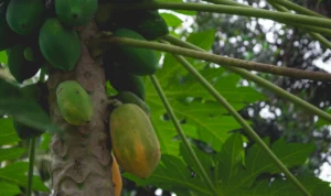 6 Manfaat Mengonsumsi Daun Pepaya Bagi Kesehatan Tubuh!